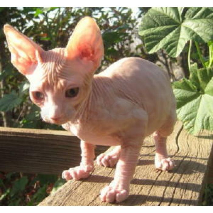 Gratis Sphynx-kittens ter adoptie. Alleen voor geïnteresseerde dierenliefhebbers.