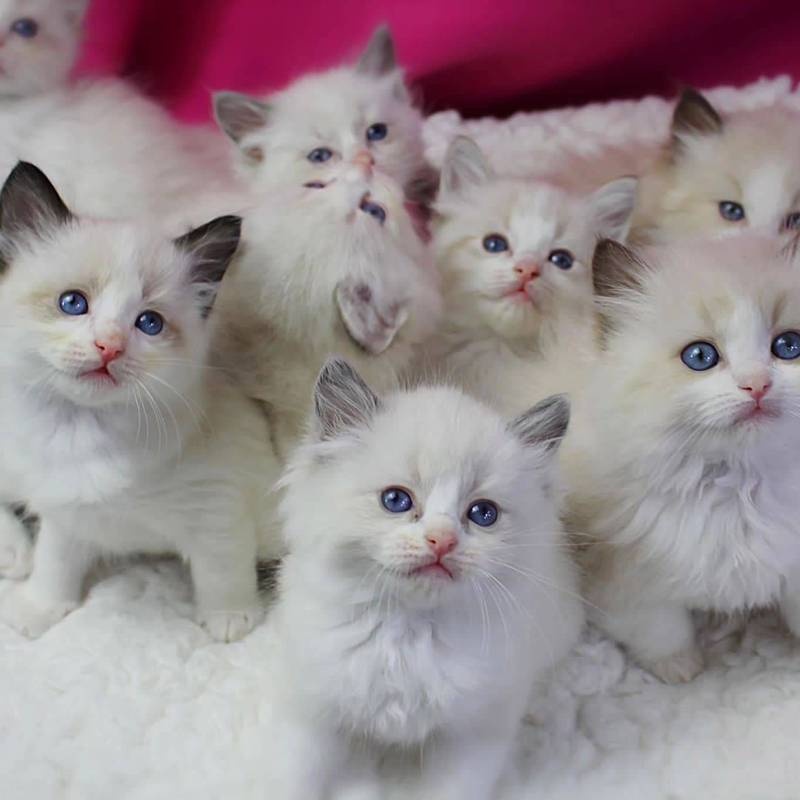 Gratis Ragdoll-kittens ter adoptie. Alleen voor geïnteresseerden die van dieren houden.