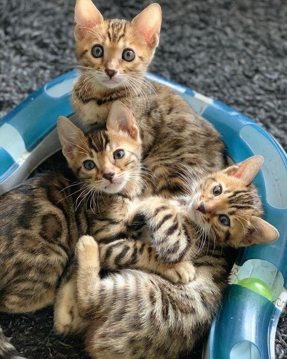 Gratis Bengaalse kittens ter adoptie. Alleen voor geïnteresseerden die van dieren houden.