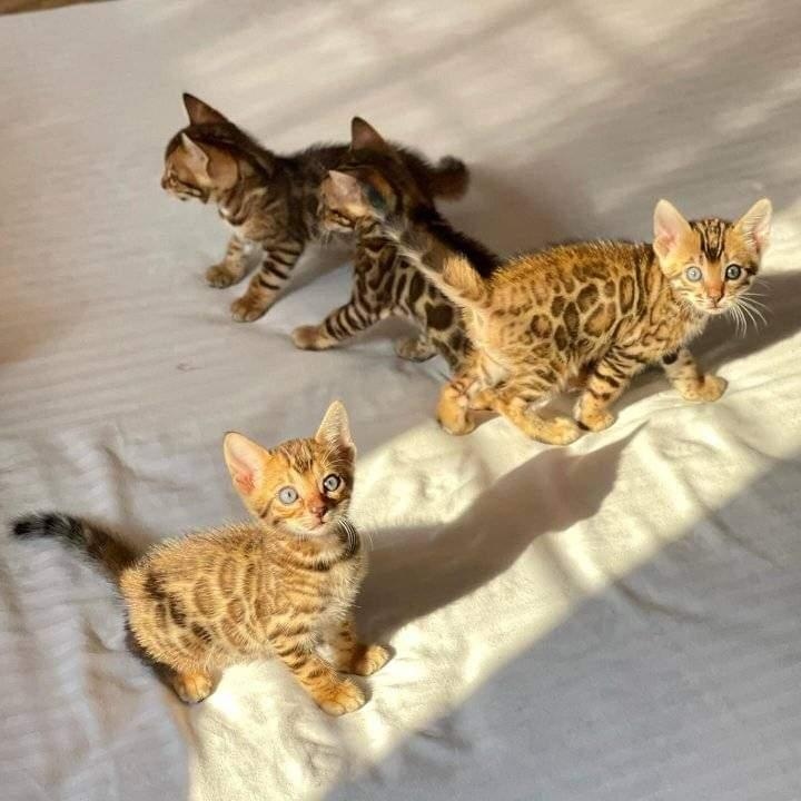 Gratis Bengaalse kittens ter adoptie. Alleen voor geïnteresseerden die van dieren houden.