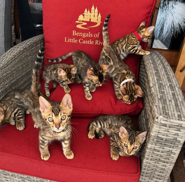 Gratis Bengaalse kittens ter adoptie. Alleen voor geïnteresseerden die van dieren houden.