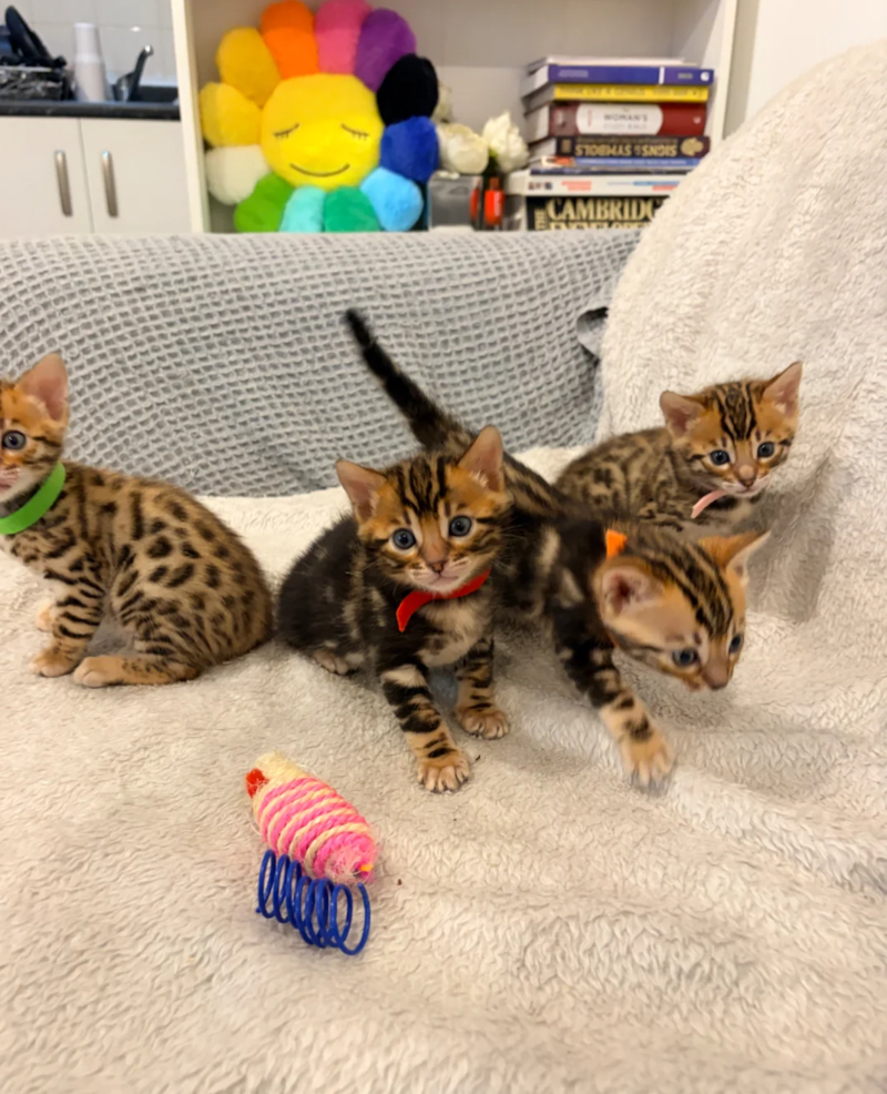 Gratis Bengaalse kittens ter adoptie. Alleen voor geïnteresseerden die van dieren houden.