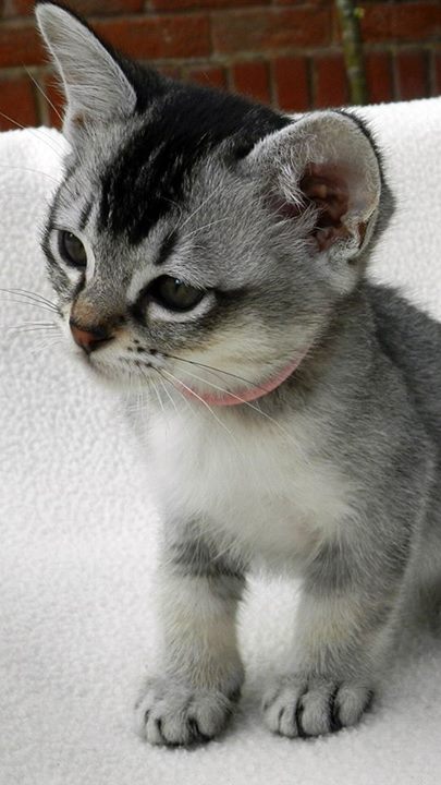 Gratis Birmaanse kittens ter adoptie. Alleen voor geïnteresseerden die van dieren houden.