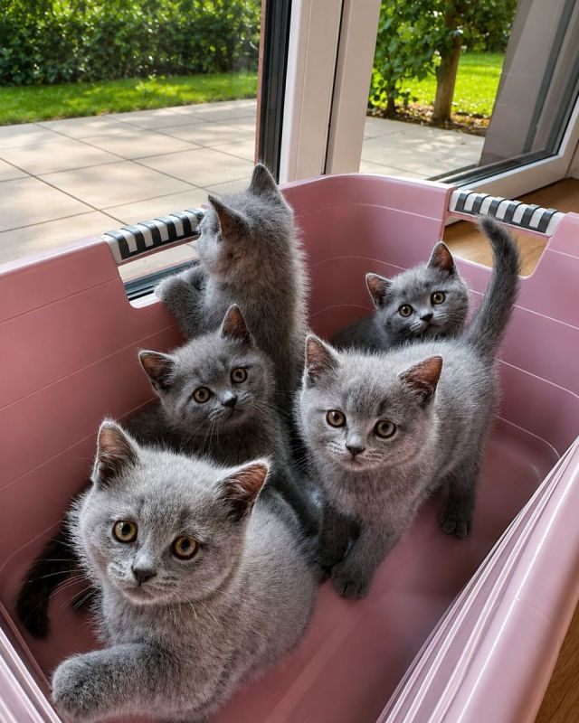 Gratis Britse korthaar kittens ter adoptie. Alleen voor geïnteresseerden die van dieren houden.