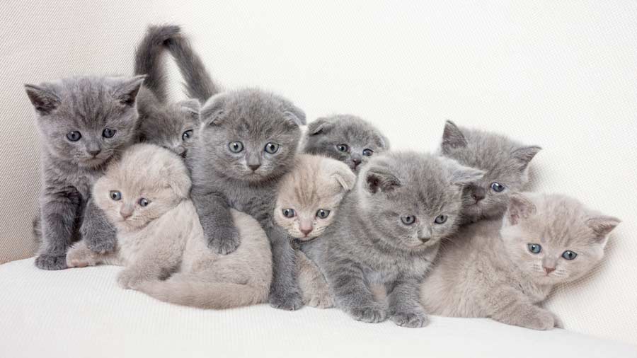 BHK Britse Korthaar Kittens