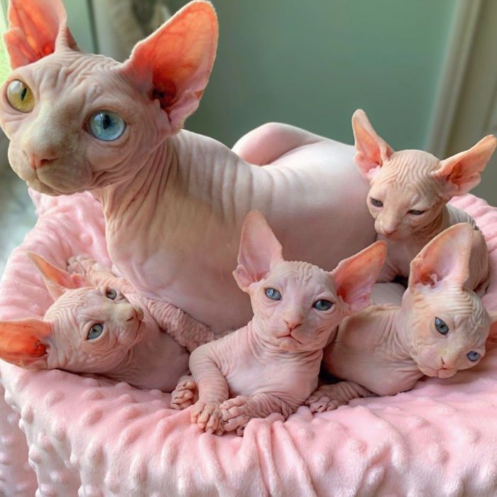 Gratis Sphynx-kittens ter adoptie. Alleen voor geïnteresseerde dierenliefhebbers.