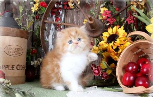 Perzische kittens ter adoptie. Alleen voor geïnteresseerde dierenliefhebbers.
