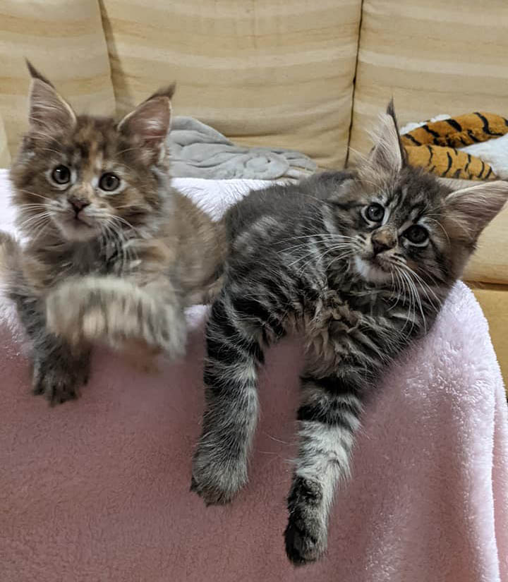 Gratis Maine Coon kittens ter adoptie. Alleen voor geïnteresseerden die van dieren houden.