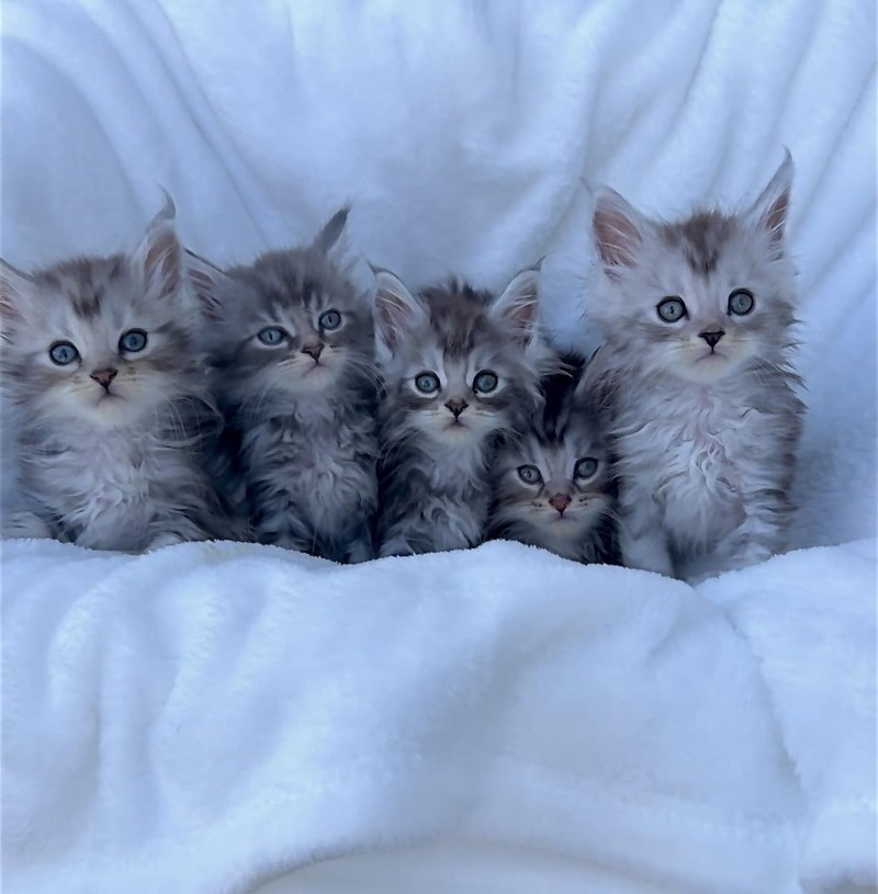 Gratis Maine Coon kittens ter adoptie. Alleen voor geïnteresseerden die van dieren houden.
