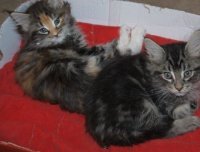 Raszuivere Munchkin kittens ter adoptie