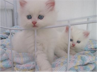 Gratis Perzische kittens ter adoptie. Alleen voor geïnteresseerde dierenliefhebbers.