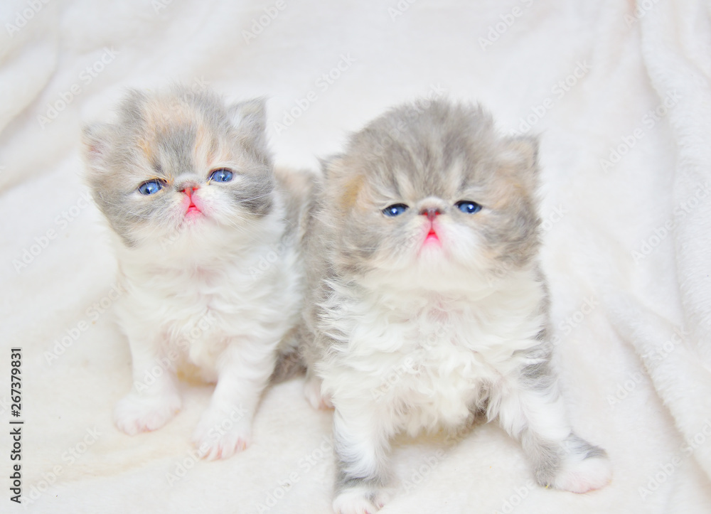 Perzische kittens van 12 weken oud te koop