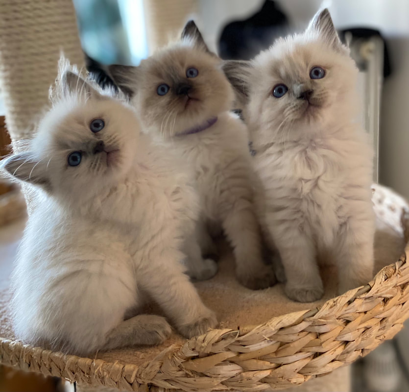 Gratis Ragdoll-kittens ter adoptie. Alleen voor geïnteresseerden die van dieren houden.