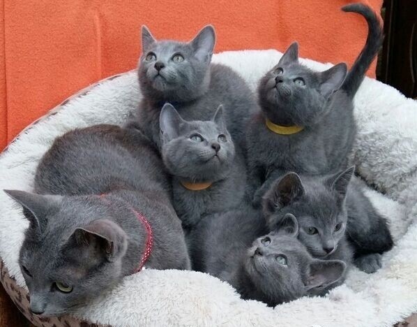 Gratis Russisch-blauwe kittens ter adoptie. Alleen voor geïnteresseerde dierenliefhebbers.