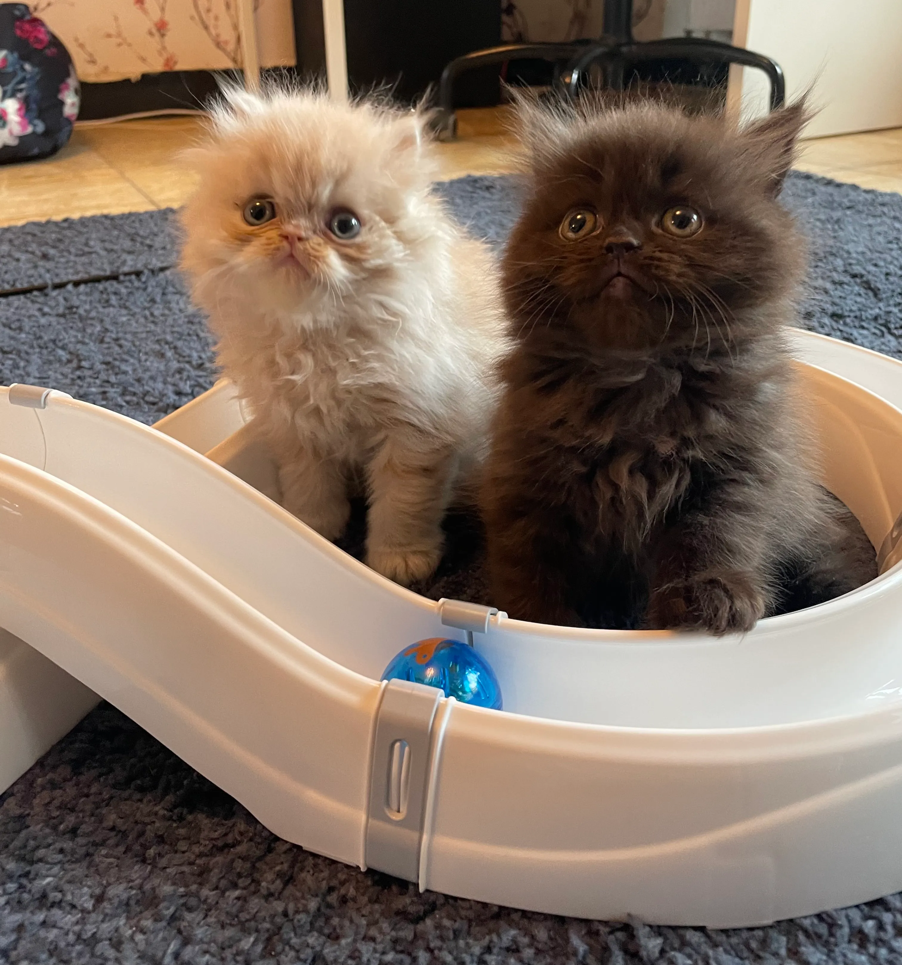 Perzische kittens (mannetjes en vrouwtjes)